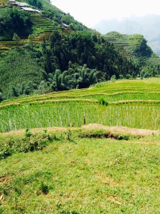 Reisfelder Sapa