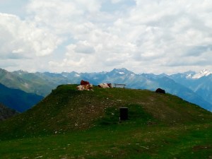 Bergkühe Tirol