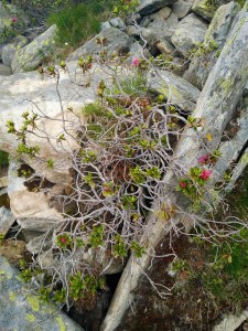 Wanderung zur Adlerlounge Tirol