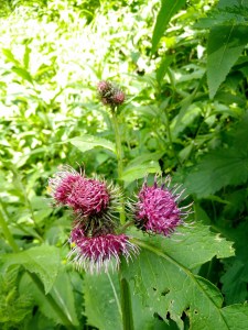 Wanderung zu den Umbaltalfällen Tirol